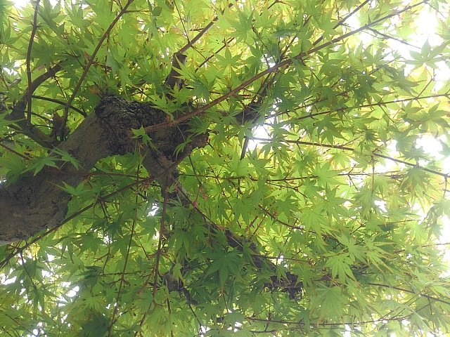 4月のモミジの街路樹