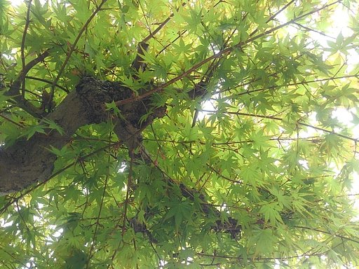 4月のモミジの街路樹