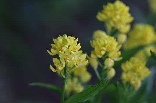 金色の花束たち