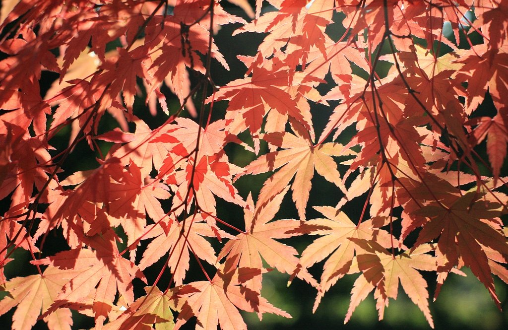 紅葉ジュニア！