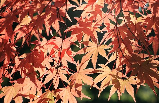 紅葉ジュニア！