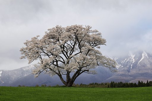 寒風に立つ
