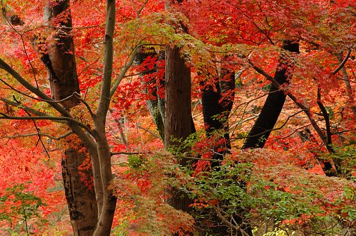 平泉毛越寺の秋