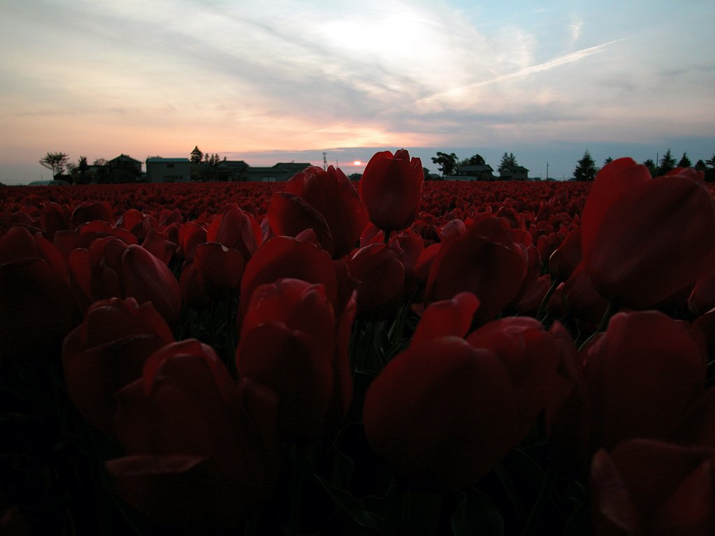 夕Lip