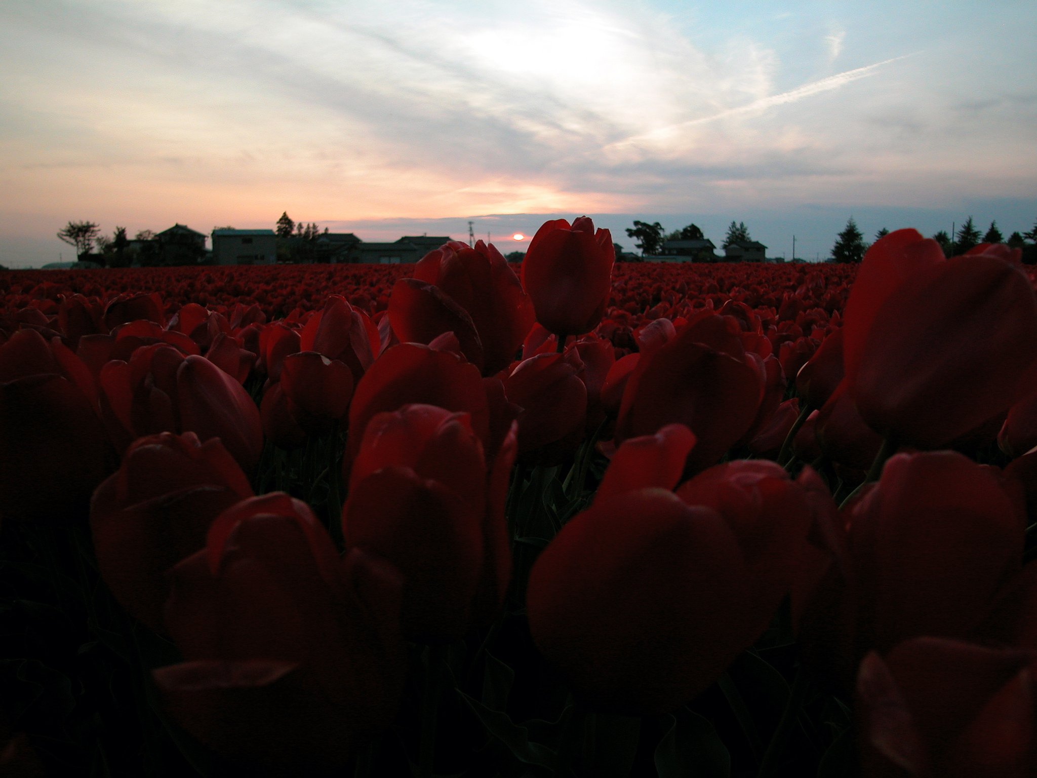 夕Lip
