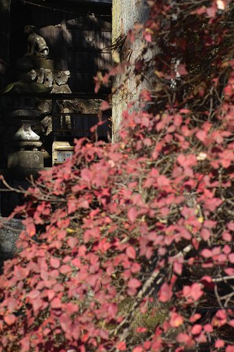 【木】紅葉の後ろに
