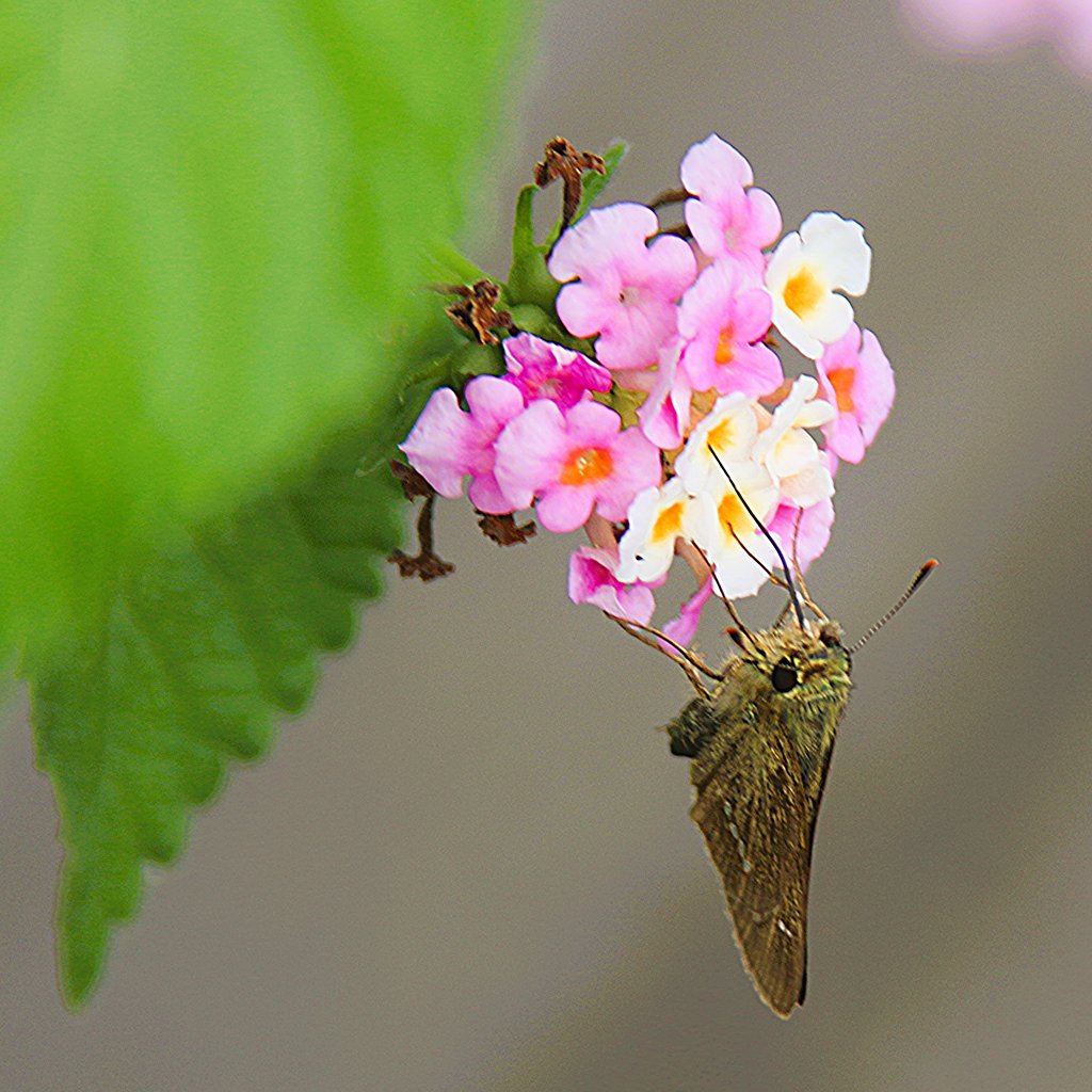 ランタナの花とセセリ