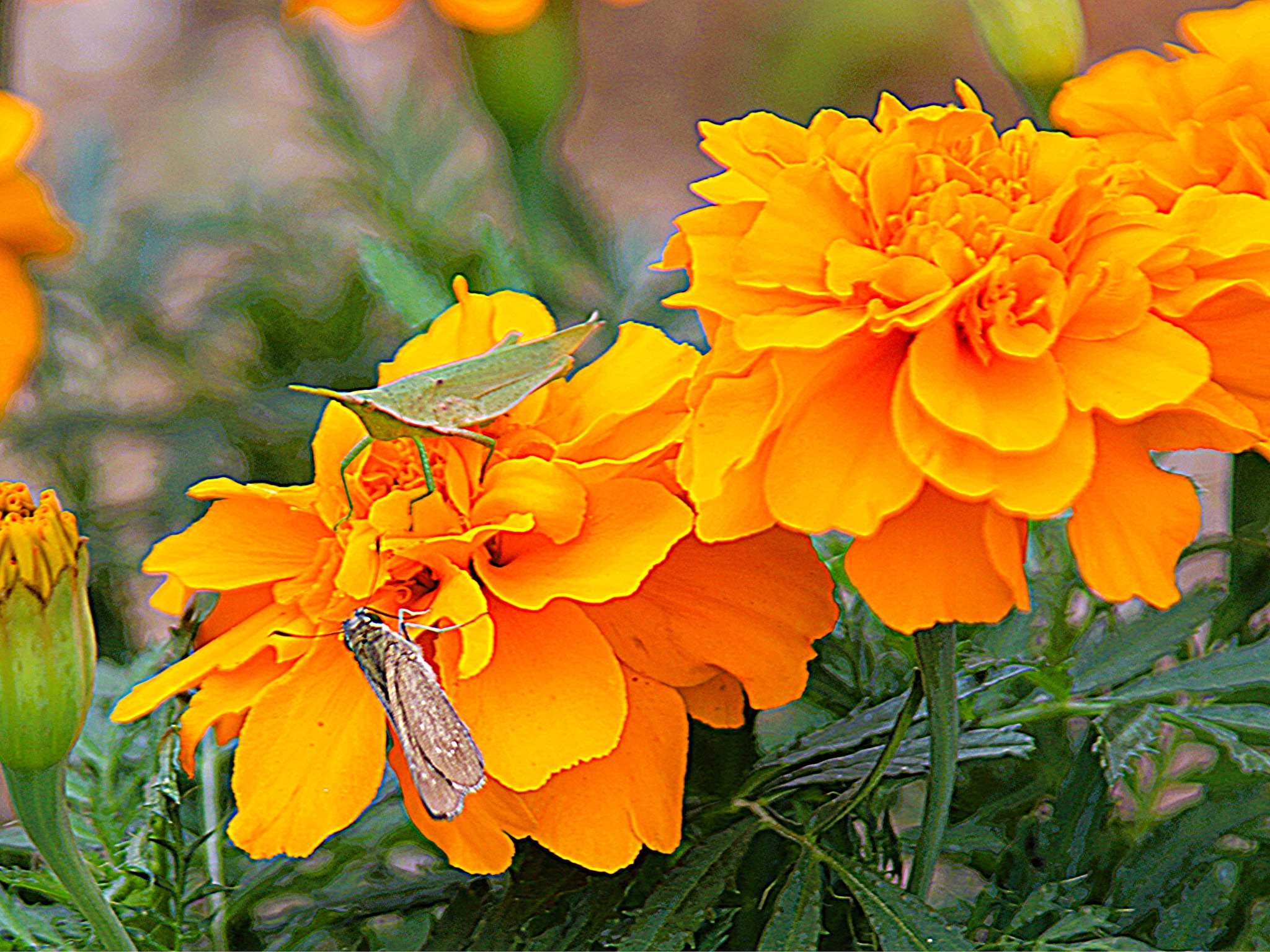 花の上で