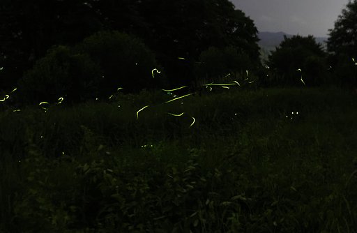 闇夜のホタル