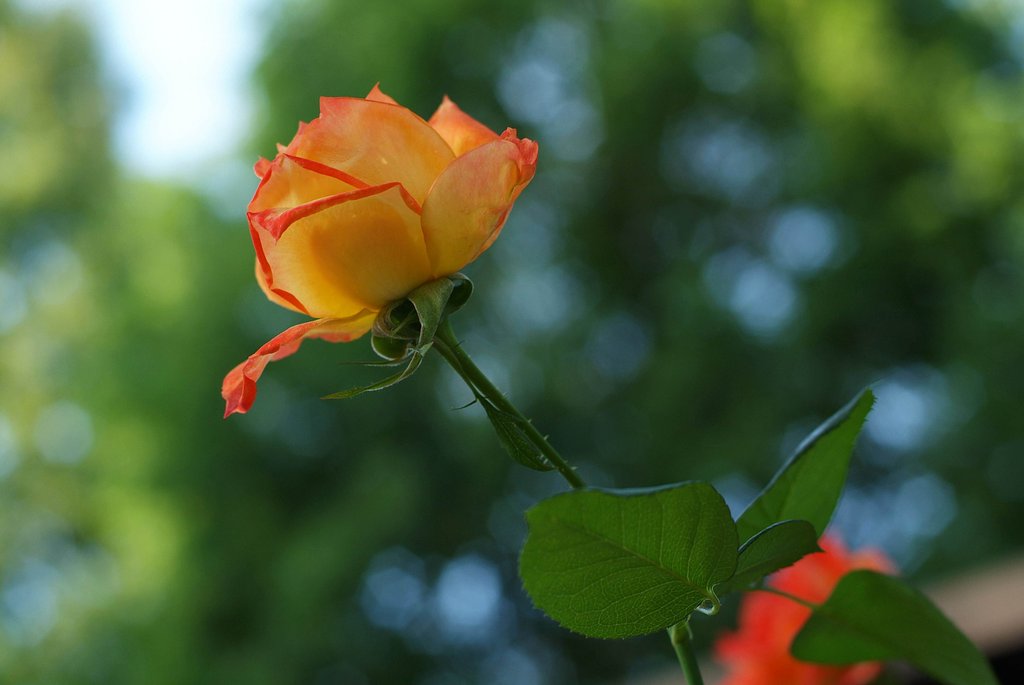秋薔薇