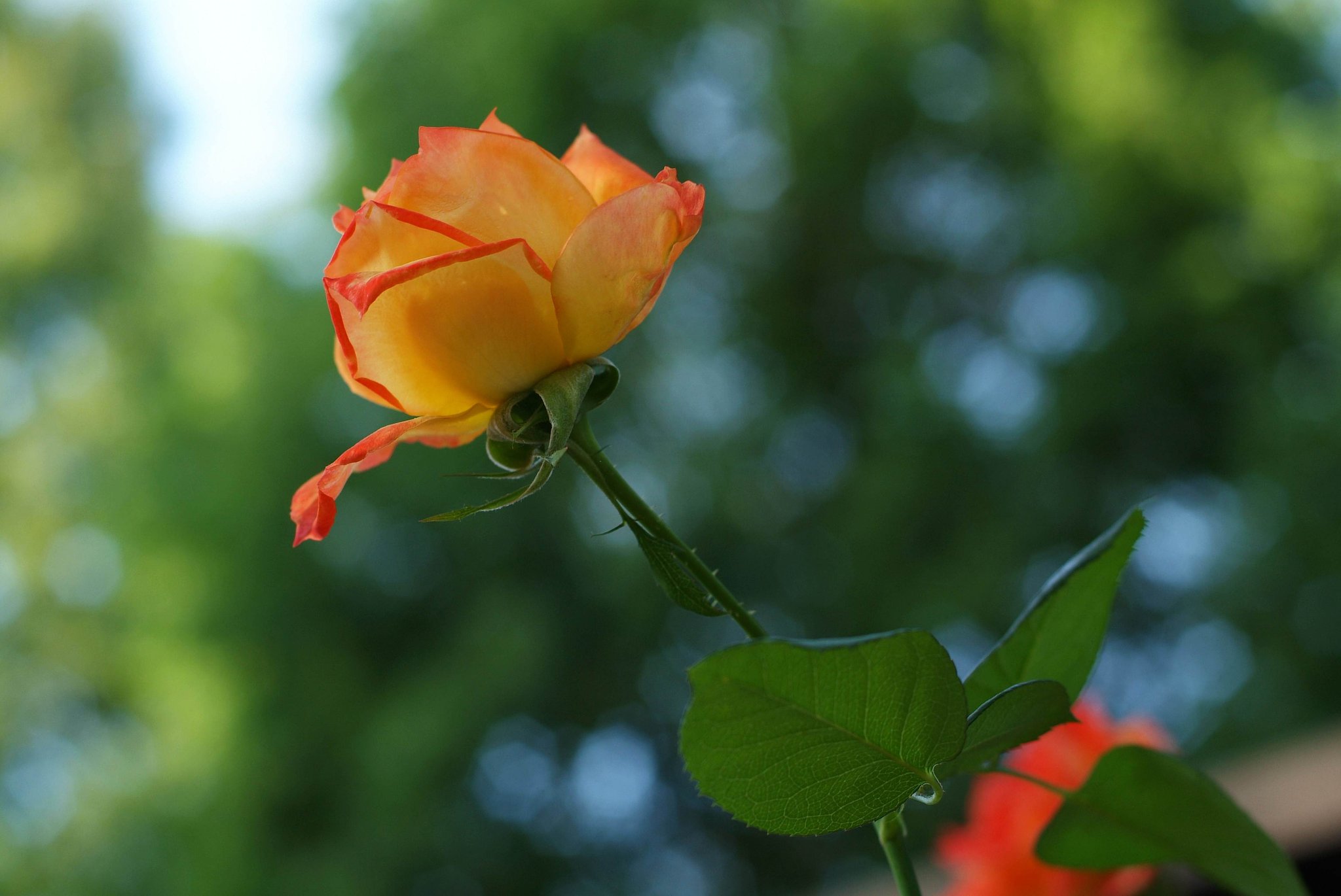 秋薔薇