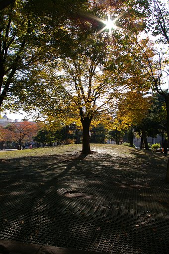 木漏れ日