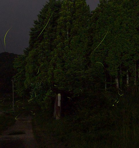 南信のホタル
