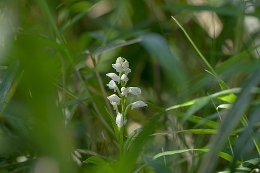 草陰にひっそりと、貴婦人