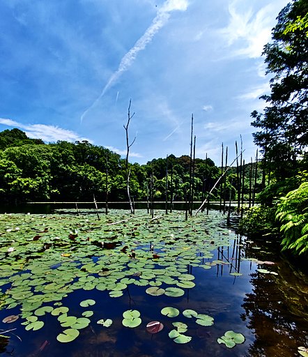 6月28日の写真