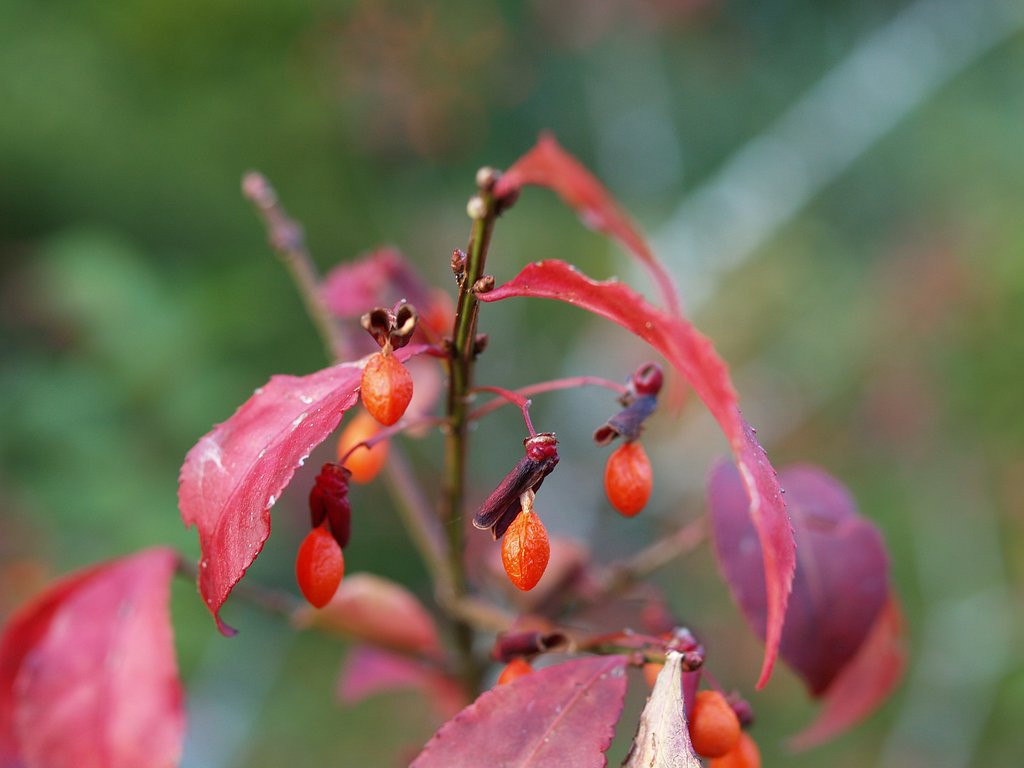 錦木の紅葉と赤い実♪その1