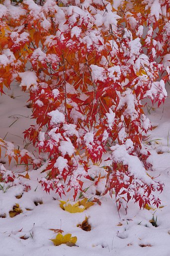 枝垂れ（た）紅葉
