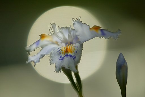 真昼の満月