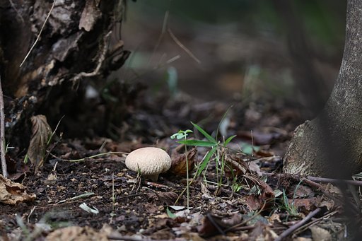 裏山にてⅠ　まんじゅう？