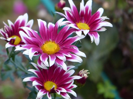 菊4種　　１