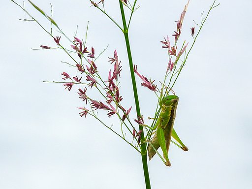 コバネイナゴ
