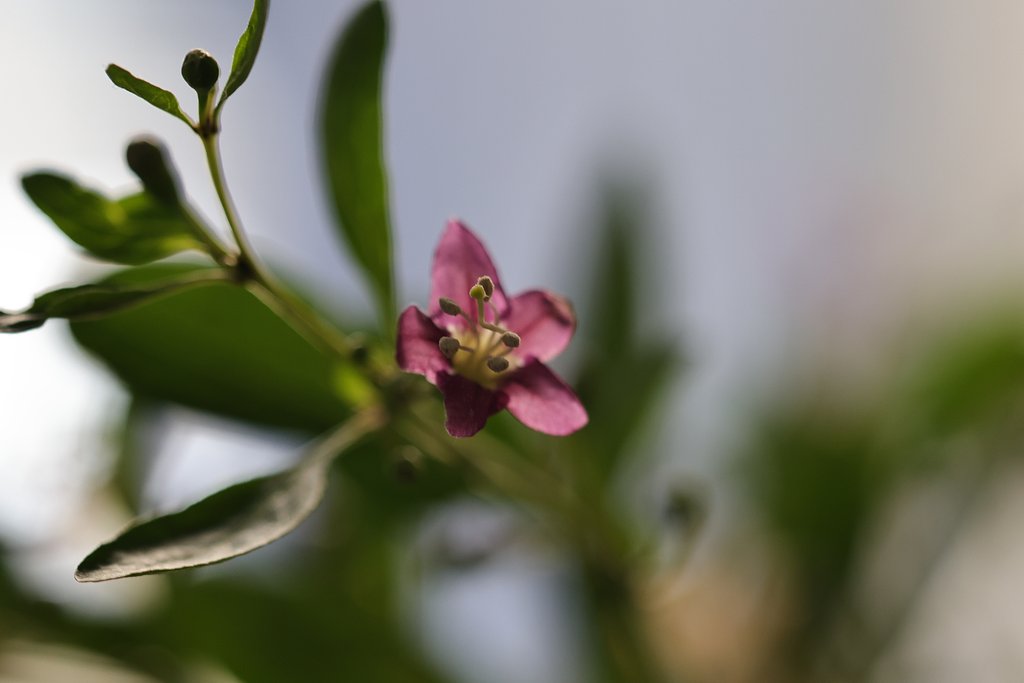 クコの花
