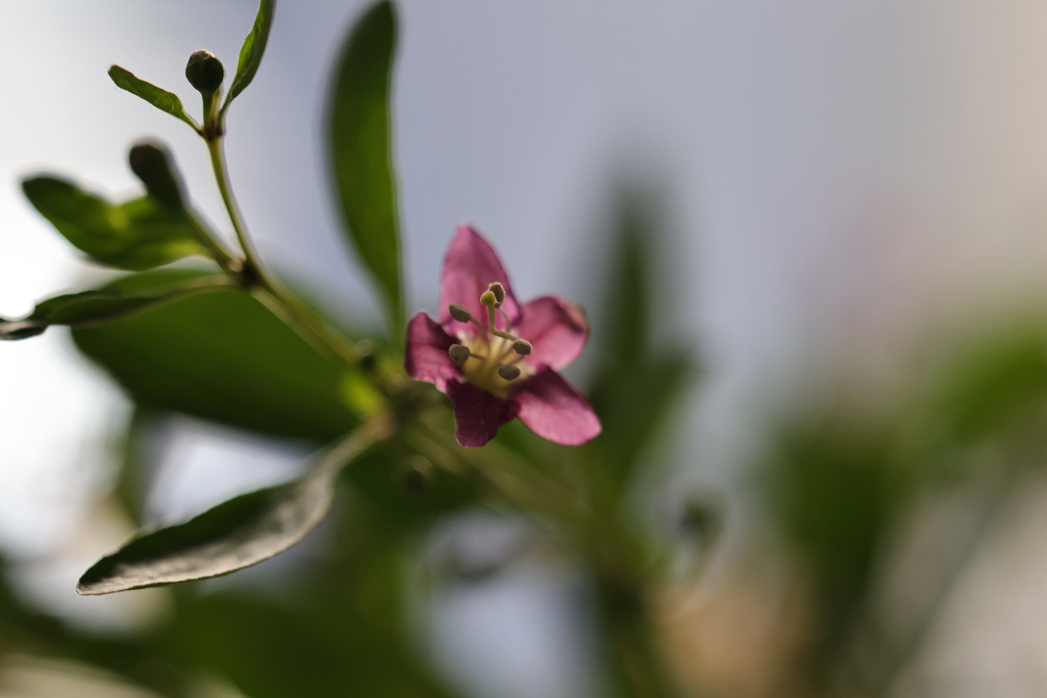 クコの花