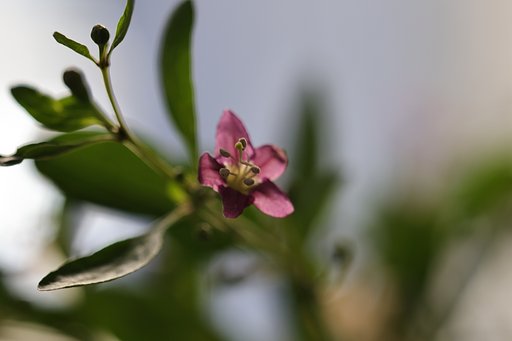 クコの花
