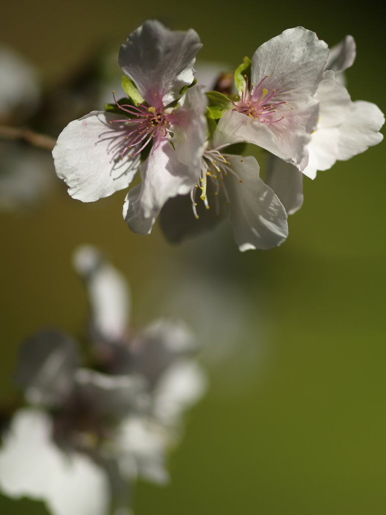 冬桜 OM ZUIKO 90mmF2.0