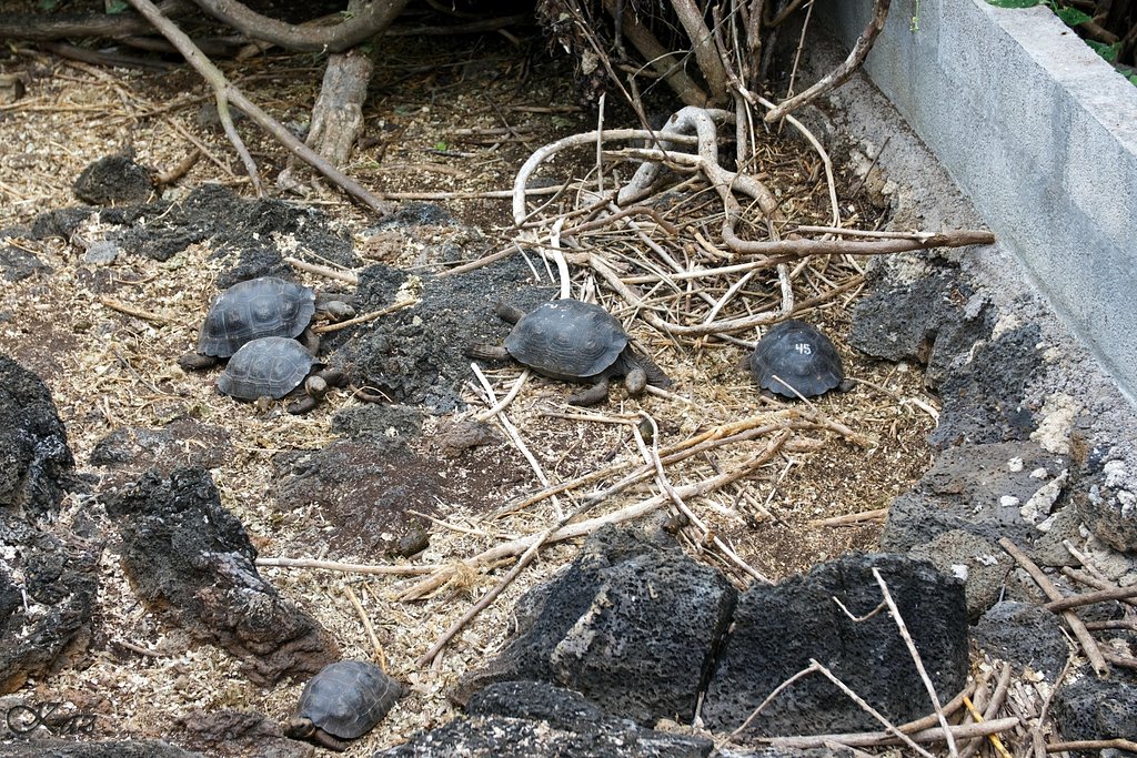 Galápagos Islands 09
