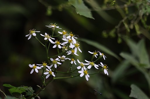 白山菊
