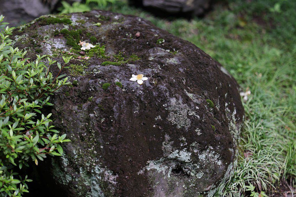 落花