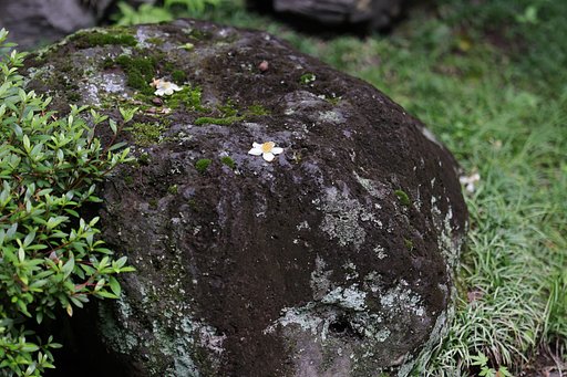 落花
