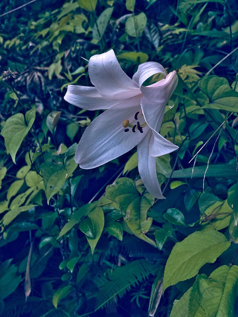 ささゆり