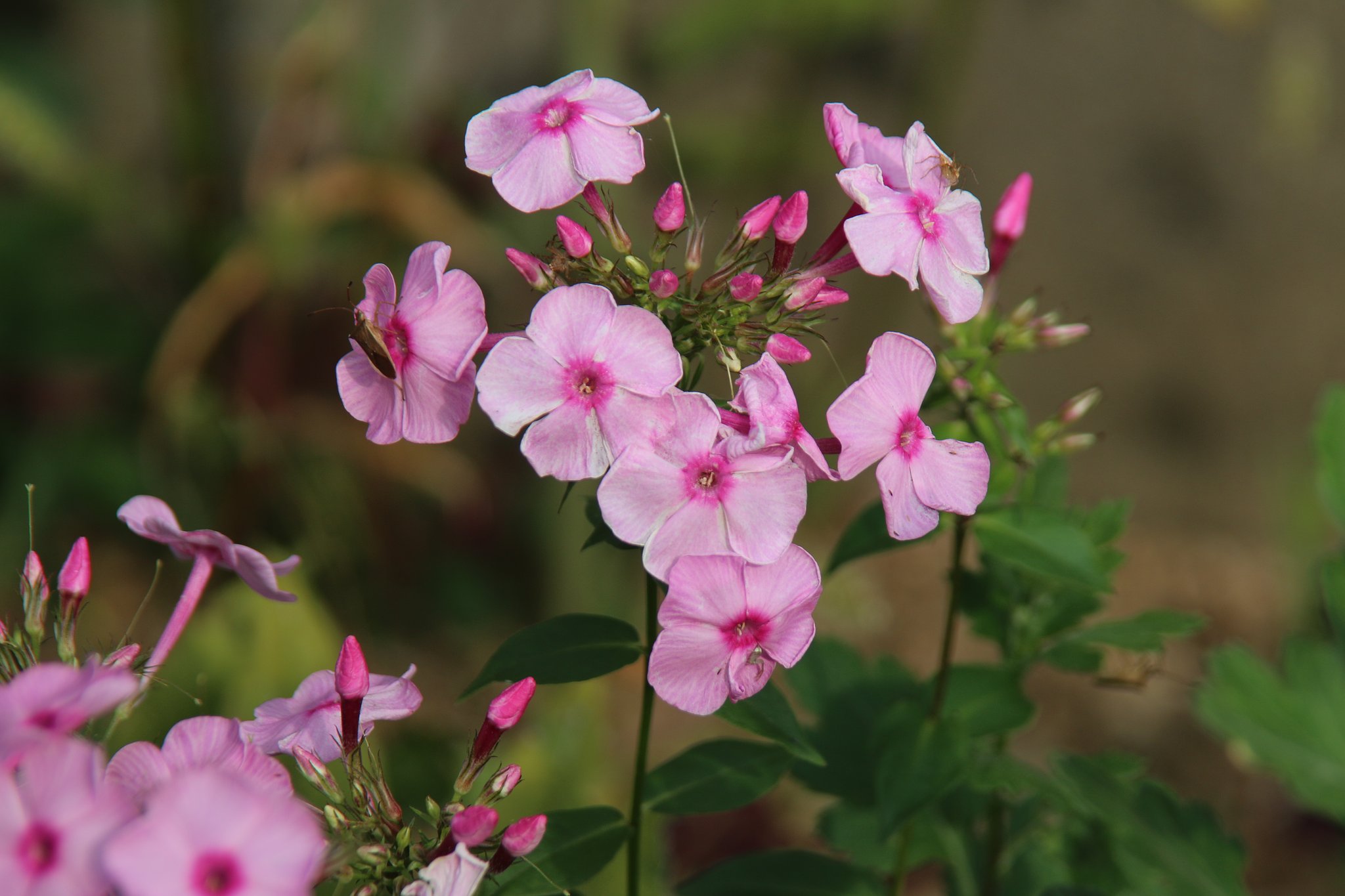 畑の花