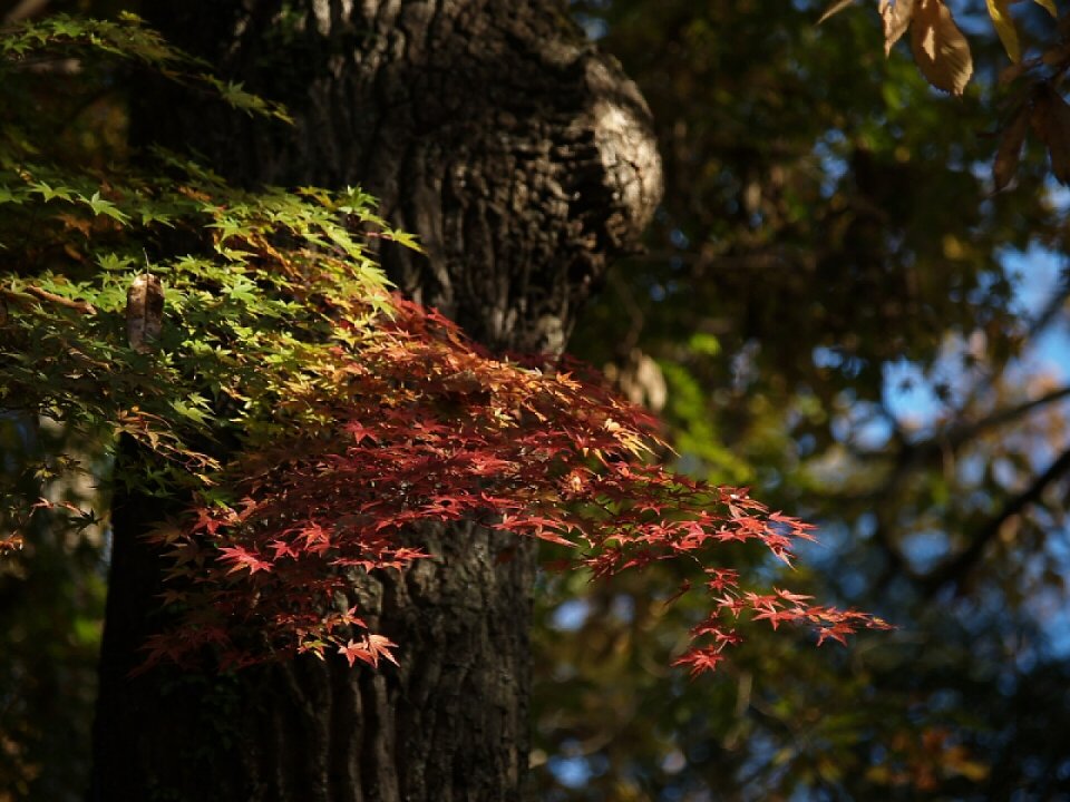 紅葉前線