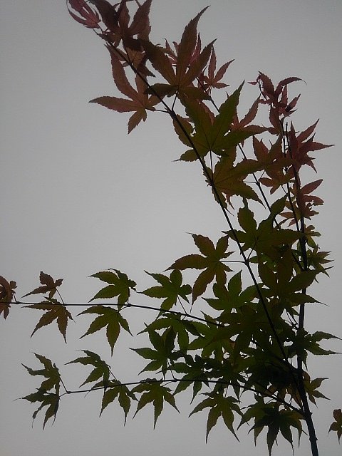 空が曇っていても綺麗なモミジ