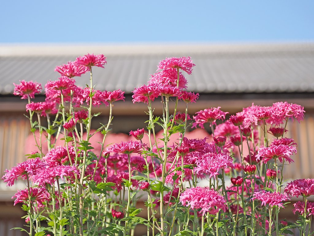 笠間の菊まつり〜ピンク〜