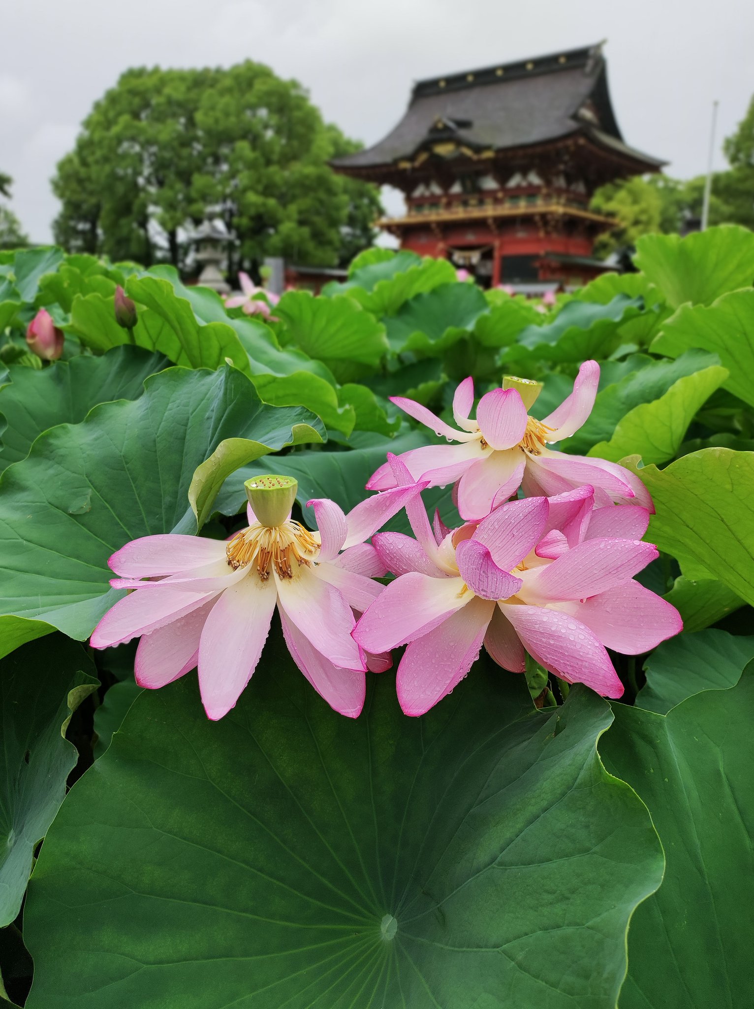 雨のハス池