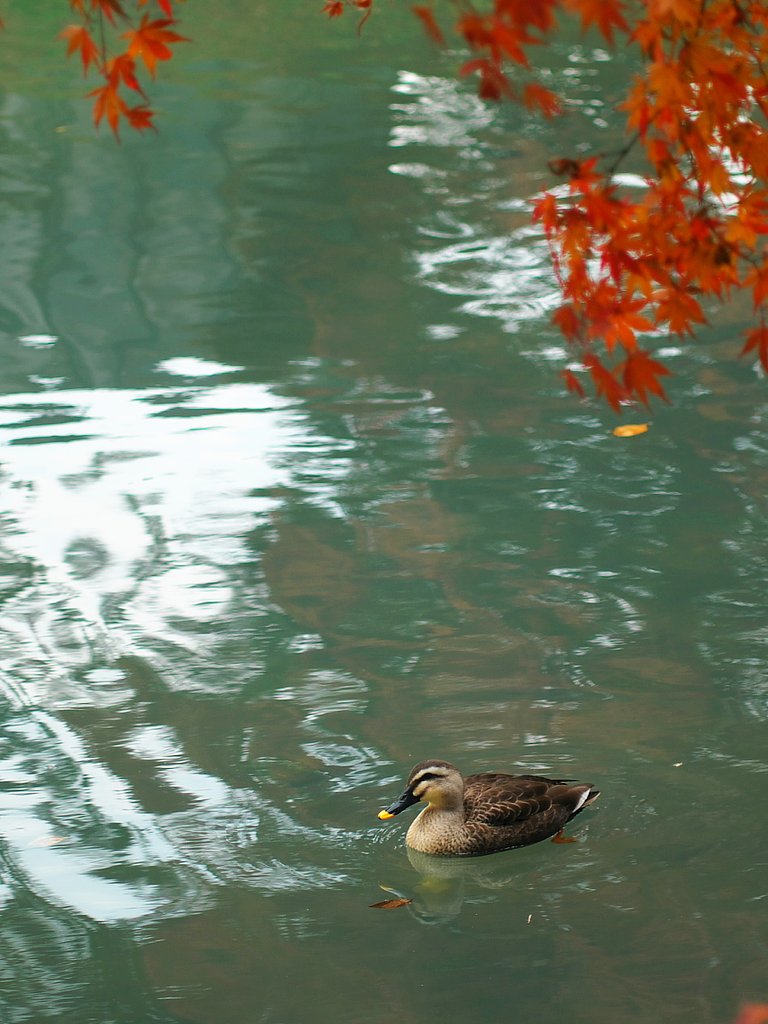 カモ