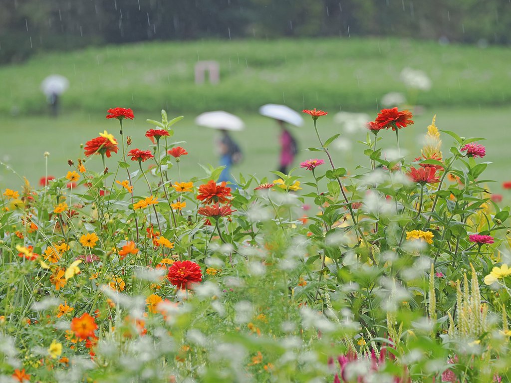秋雨と秋桜