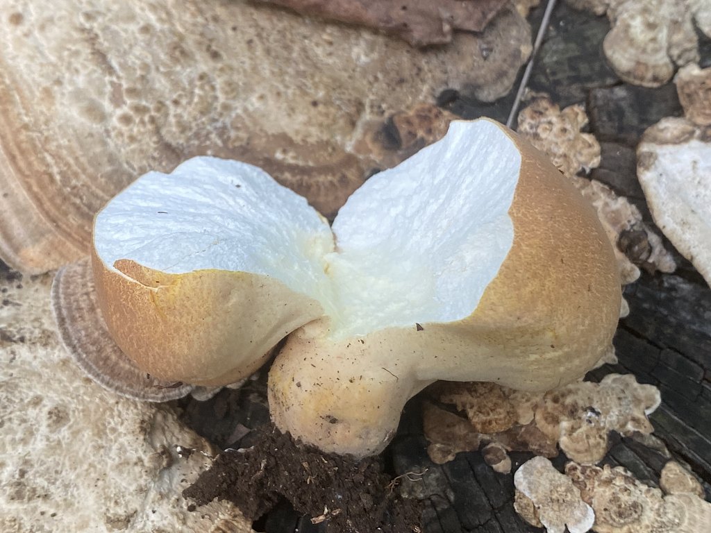 食欲の秋