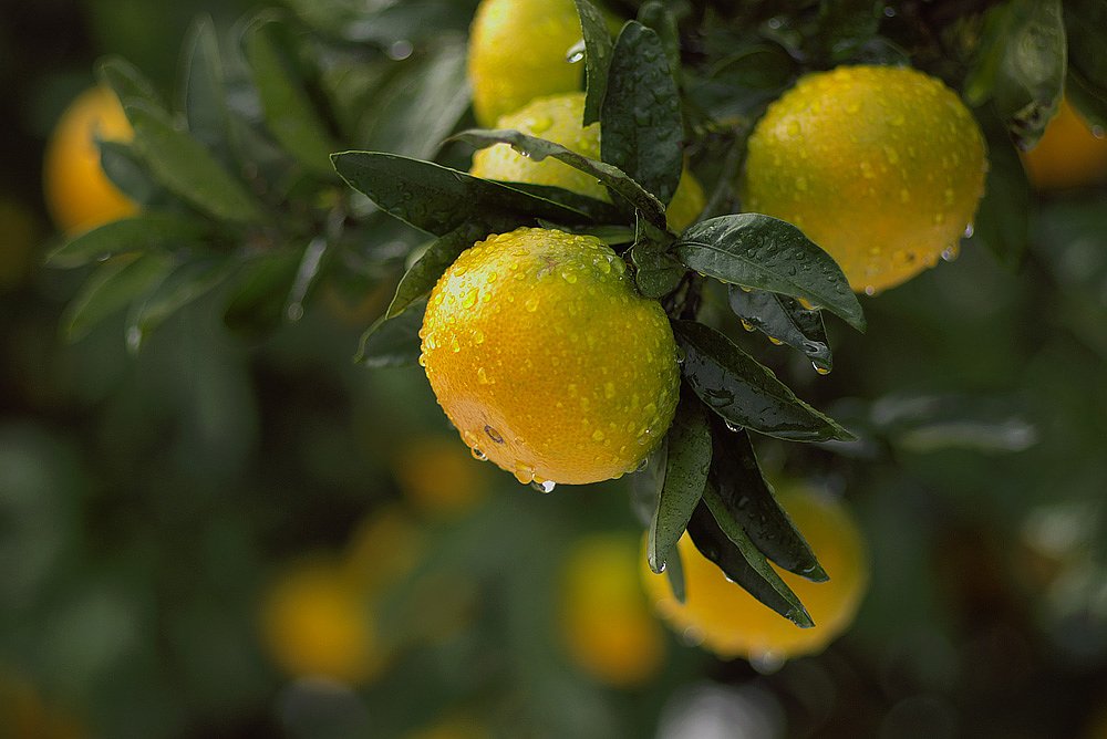 Orange!
