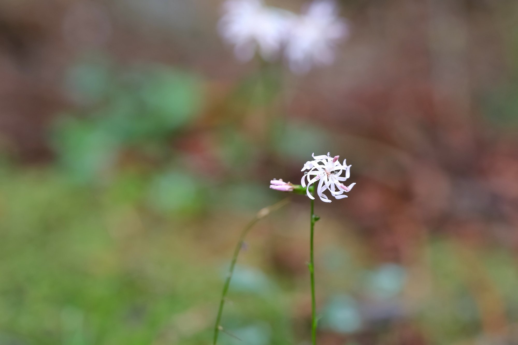雨のエンシュウハグマ
