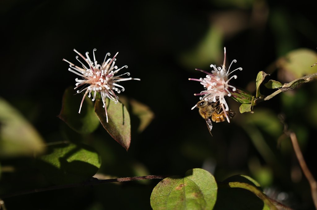 秋の虫（その３）セイヨウミツバチ