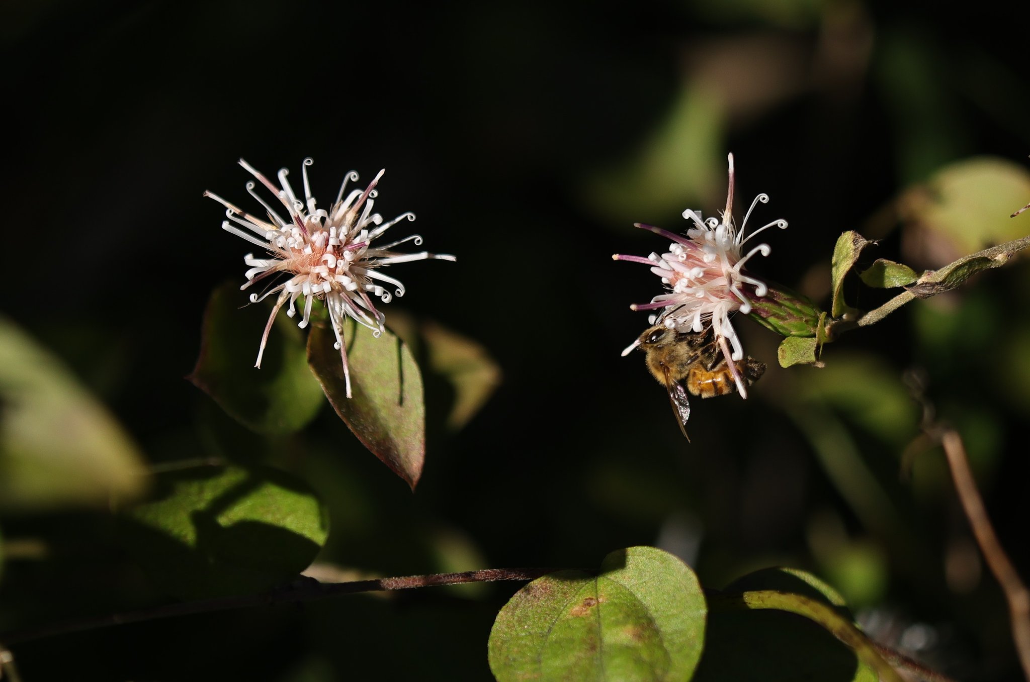 秋の虫（その３）セイヨウミツバチ