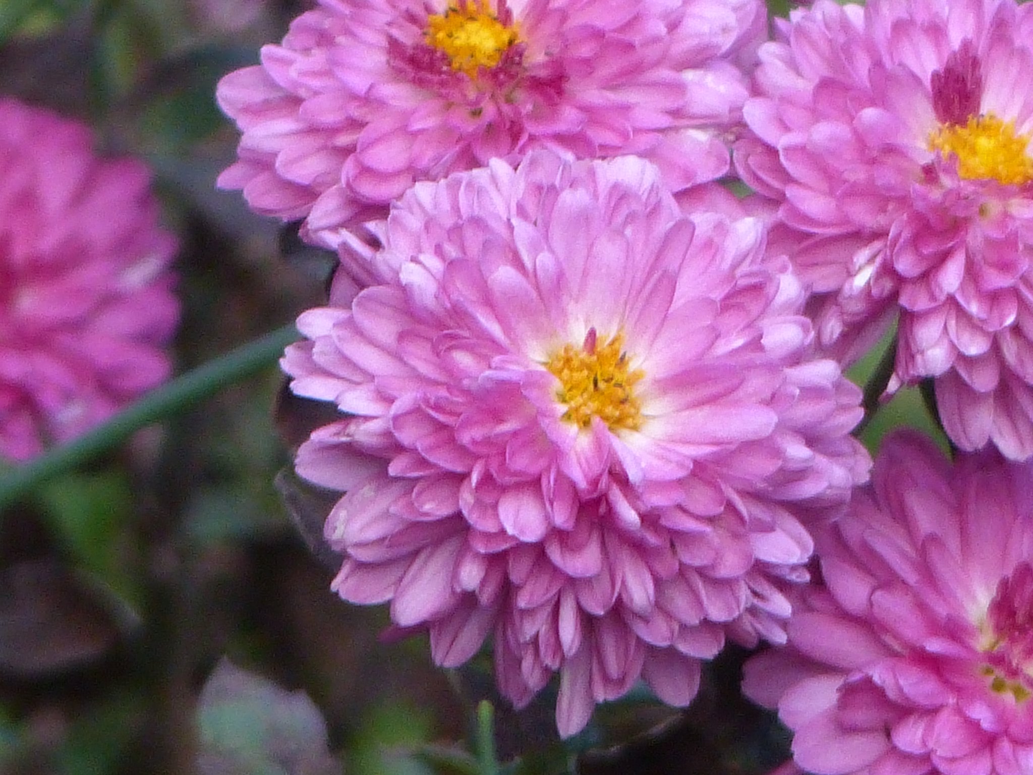 菊4種　　２