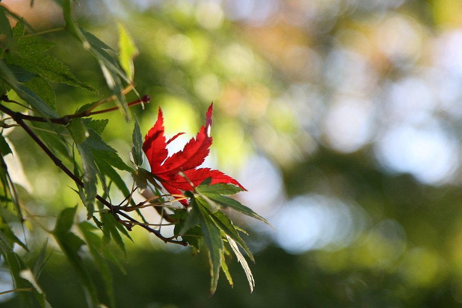一葉の紅葉