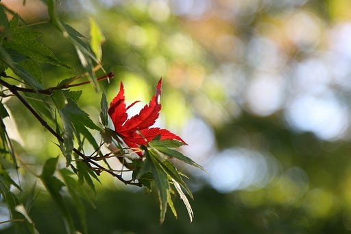 一葉の紅葉
