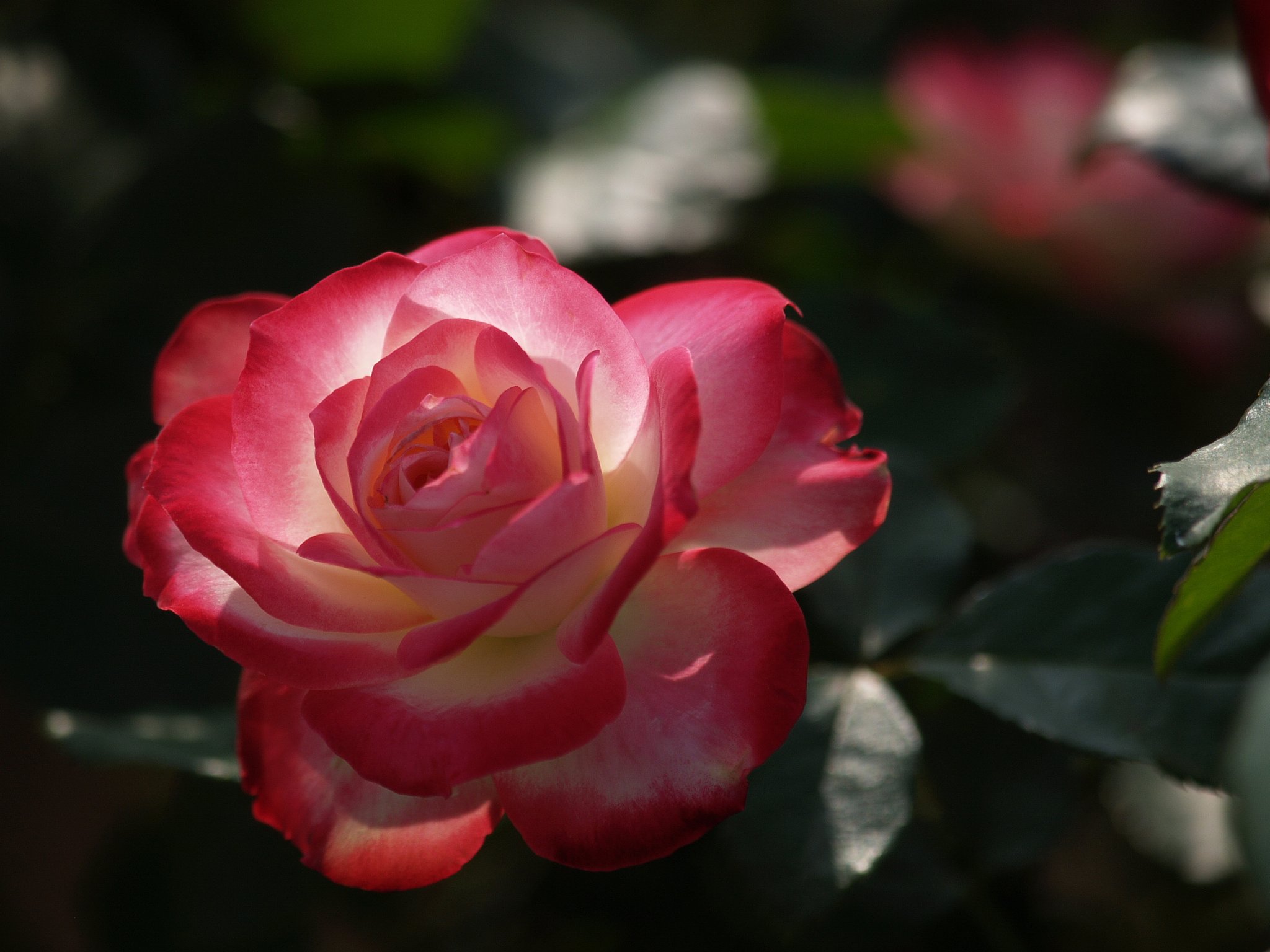 秋薔薇Ⅲ